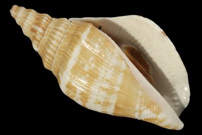 Labiostrombus japonicus