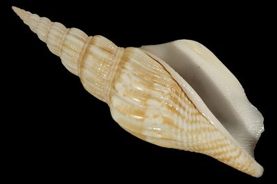 Labiostrombus operosus
