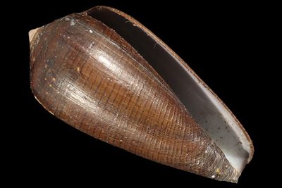 Darioconus vezoi