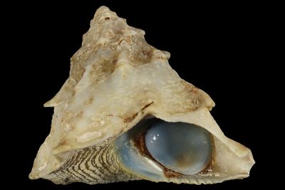 Astralium asteriscus