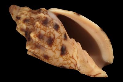 Odontocymbiola americana