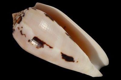 Pionoconus floridus