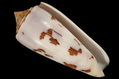 Pionoconus gubernator