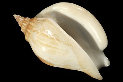 Labiostrombus epidromis
