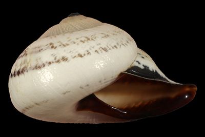 Rhynchotrochus fridolina
