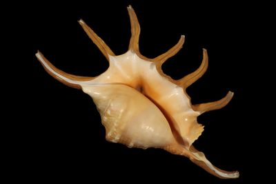 Lambis pilsbryi