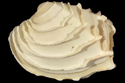 Bassina disjecta