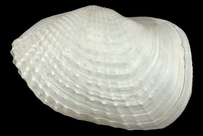 Barnea dilatata