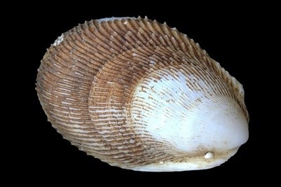 Limidae