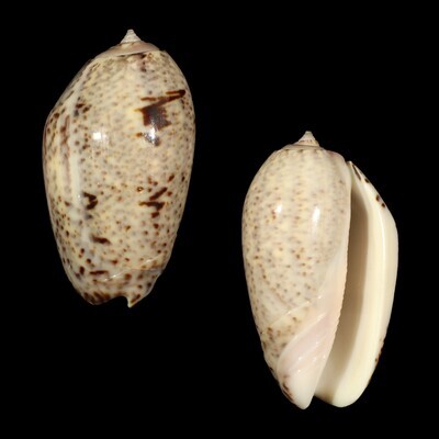 Oliva incrassata