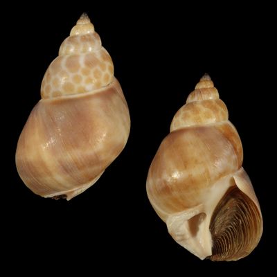 Babylonia zeylanica f. bengalensis