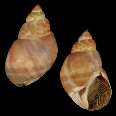 Babylonia zeylanica f. bengalensis