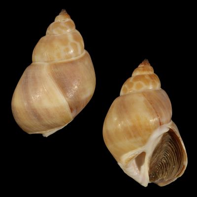 Babylonia zeylanica f. bengalensis