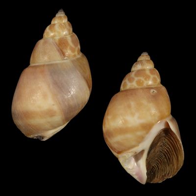 Babylonia zeylanica f. bengalensis