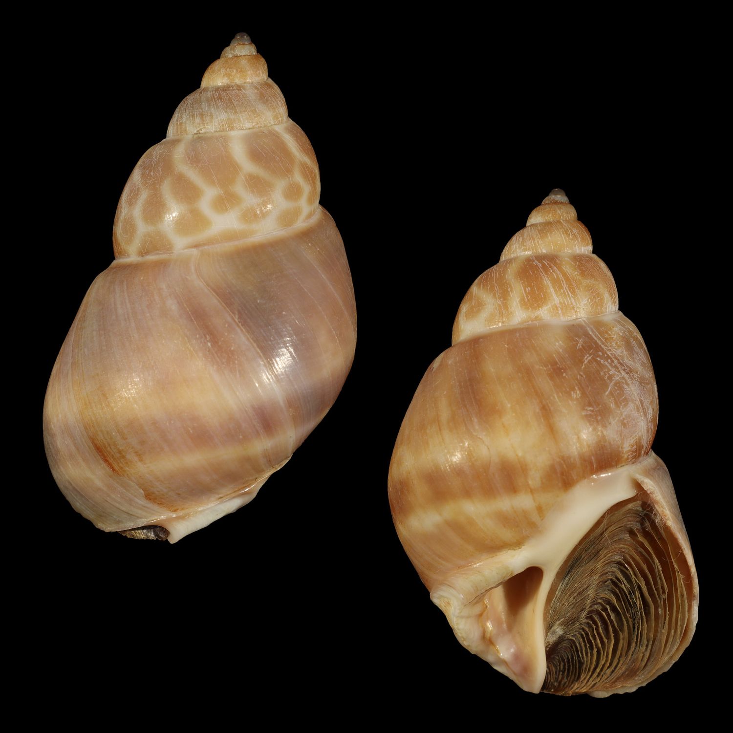 Babylonia zeylanica f. bengalensis
