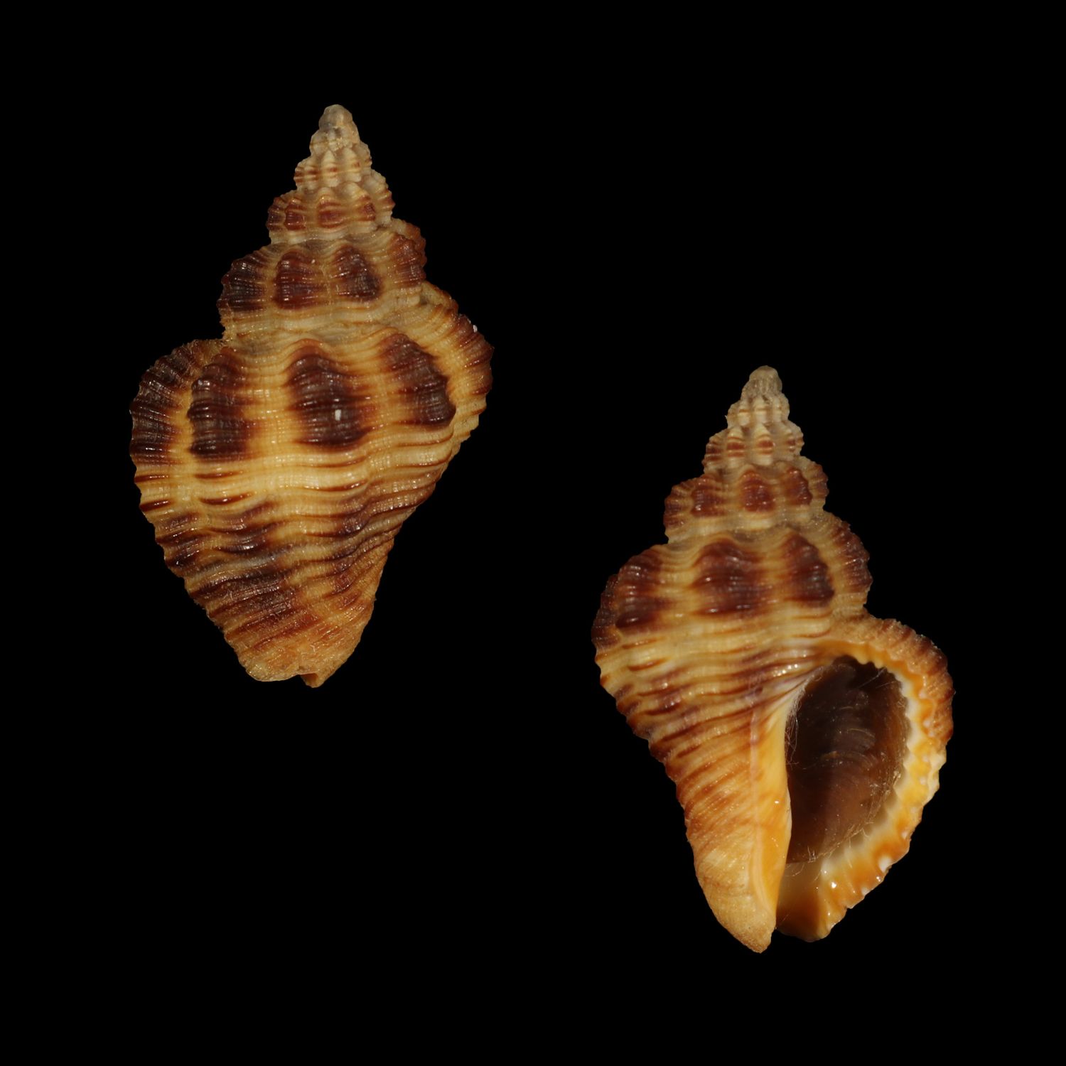 Cantharus erythrosoma