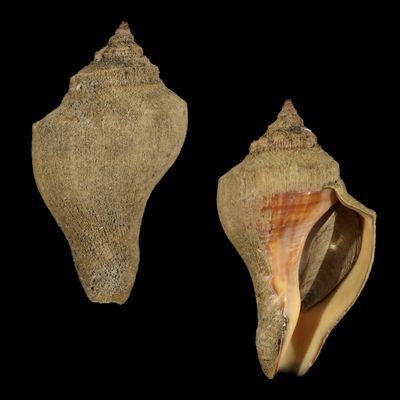 Volegalea cochlidium