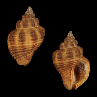 Cantharus erythrosoma