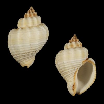 Cantharus tranquebaricus