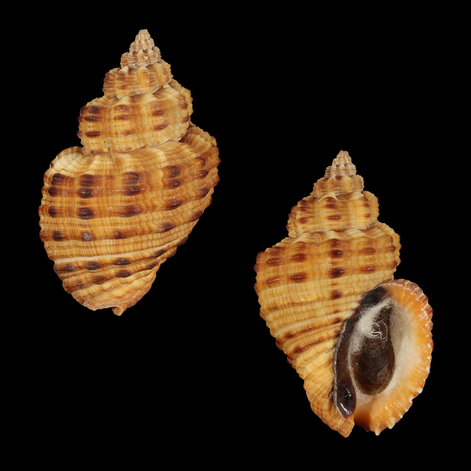 Cantharus melanostoma