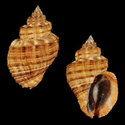 Cantharus melanostoma