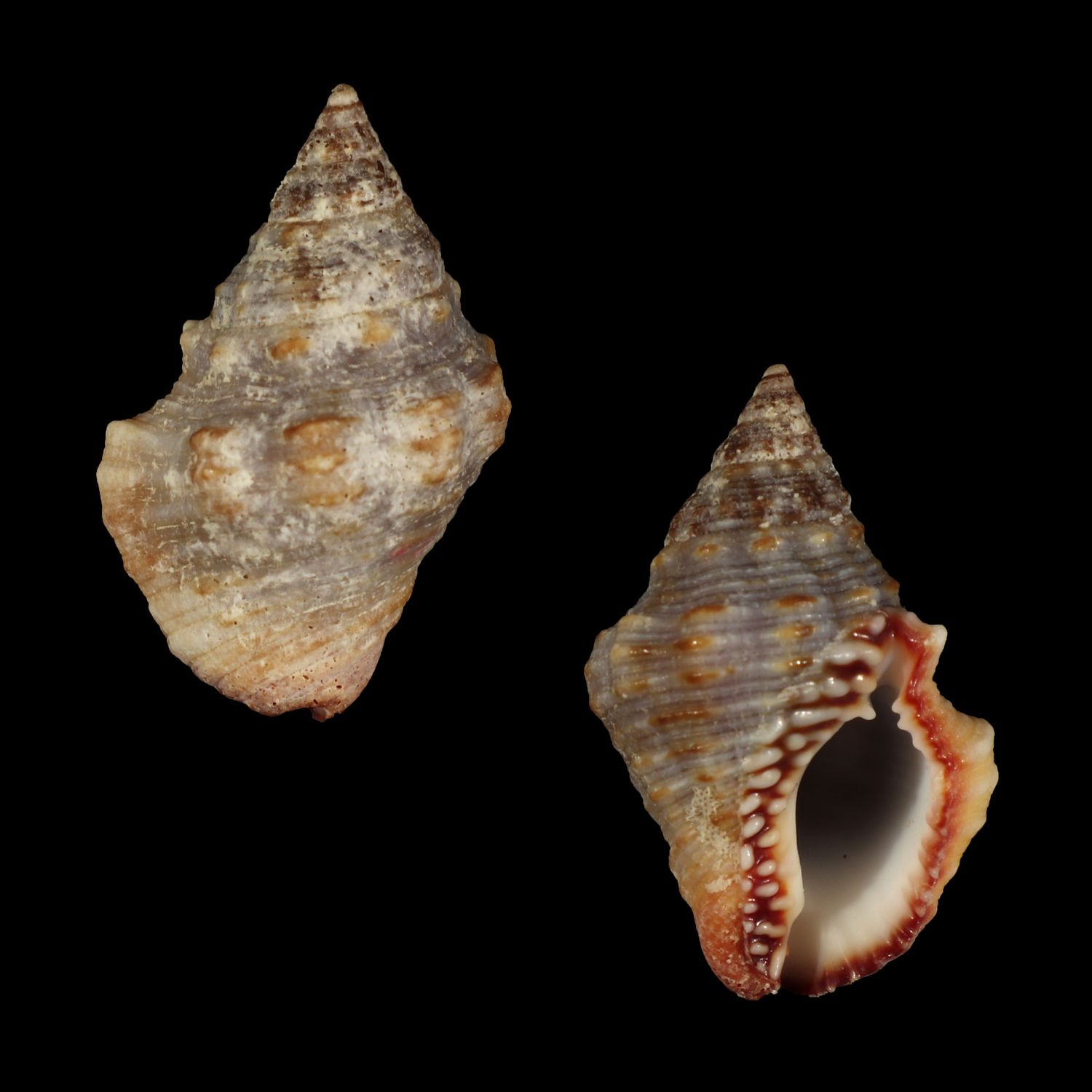 Gemophos sanguinolentus