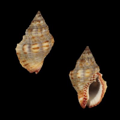 Gemophos sanguinolentus