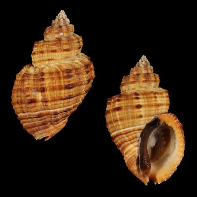 Cantharus melanostoma