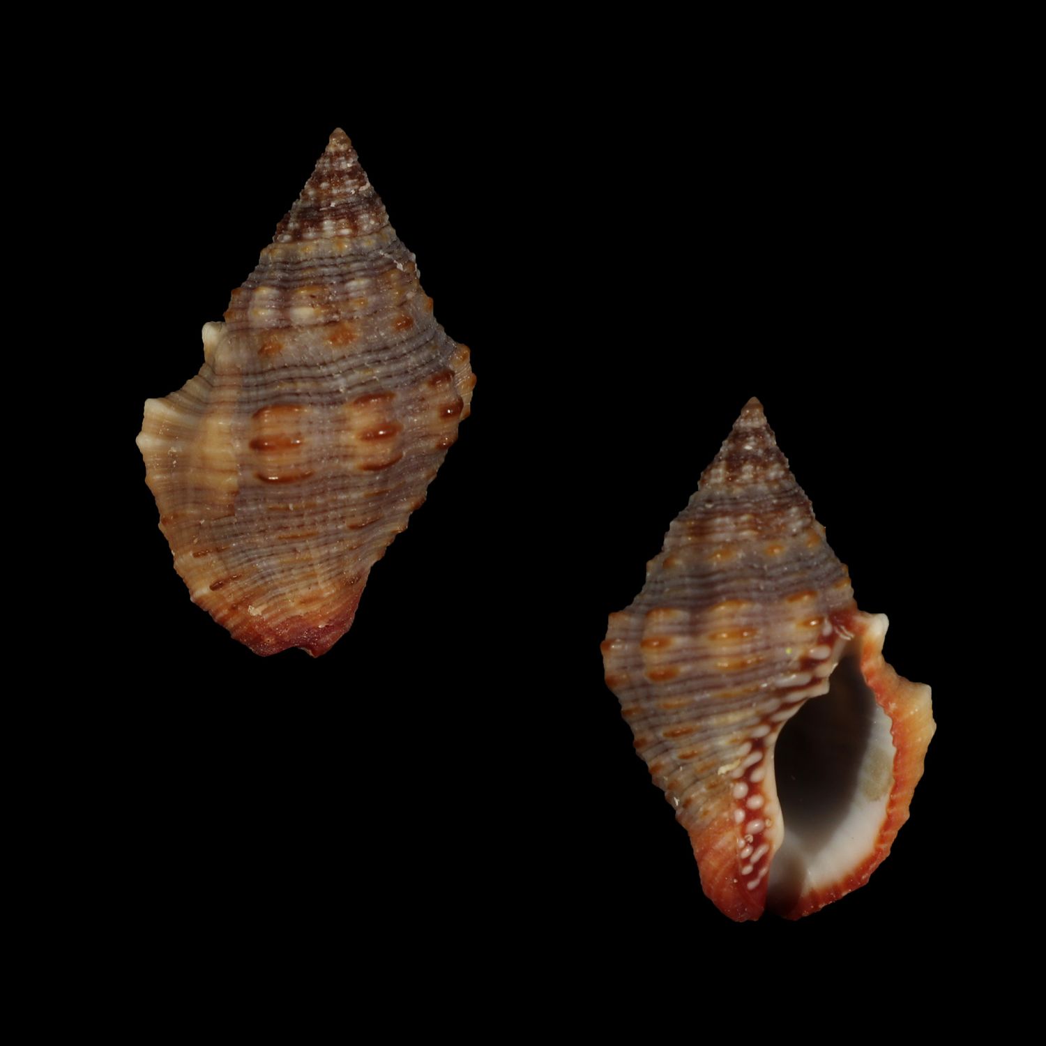 Gemophos sanguinolentus