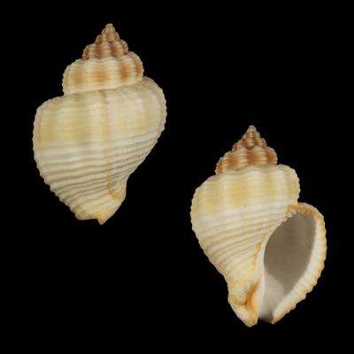 Cantharus tranquebaricus