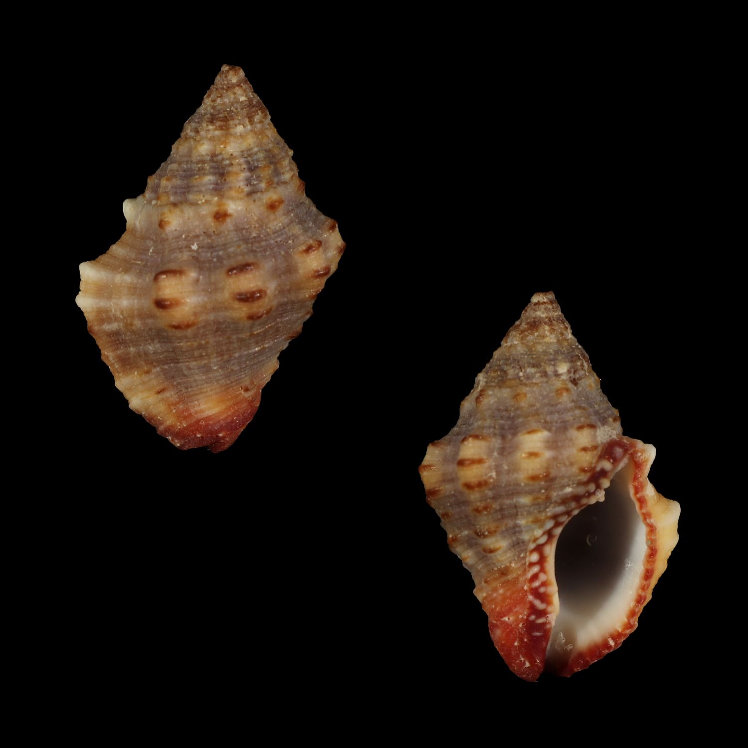 Gemophos sanguinolentus
