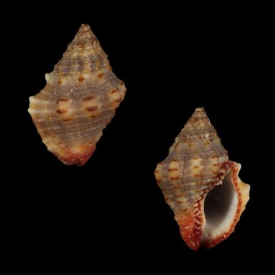 Gemophos sanguinolentus