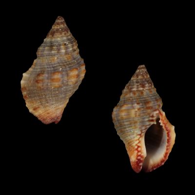 Gemophos sanguinolentus