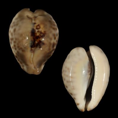 Barycypraea teulerei