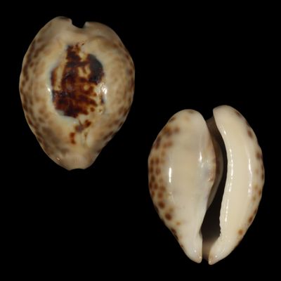 Barycypraea teulerei