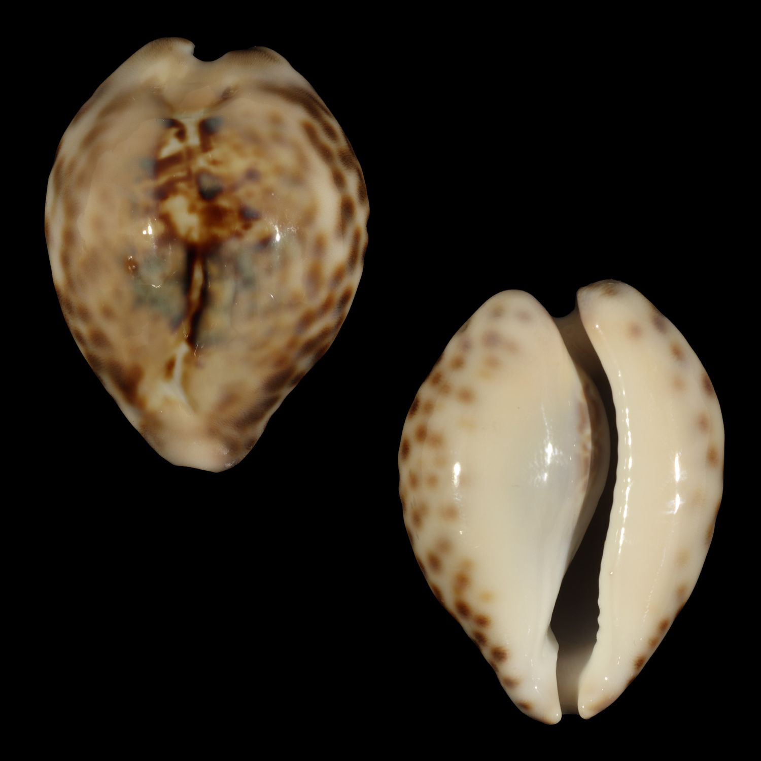 Barycypraea teulerei