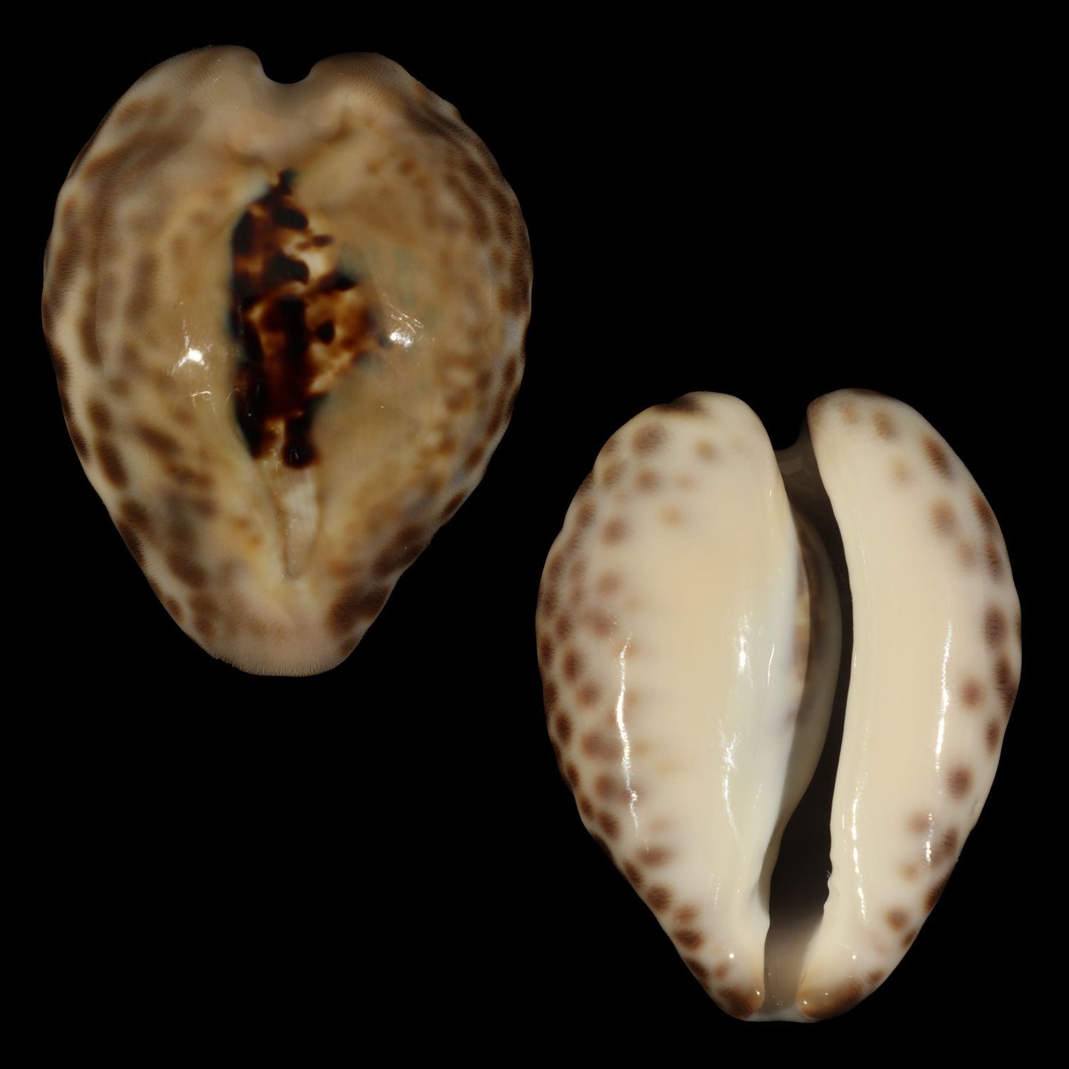 Barycypraea teulerei