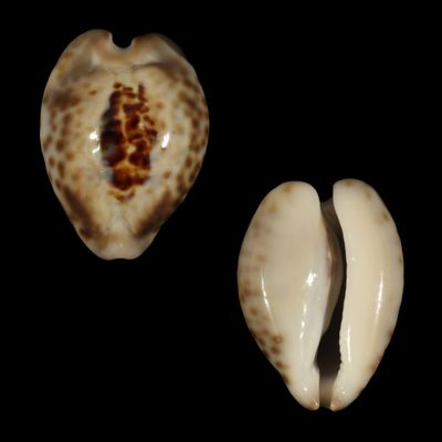 Barycypraea teulerei