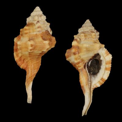 Ranularia testudinaria