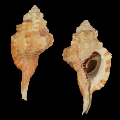 Ranularia testudinaria