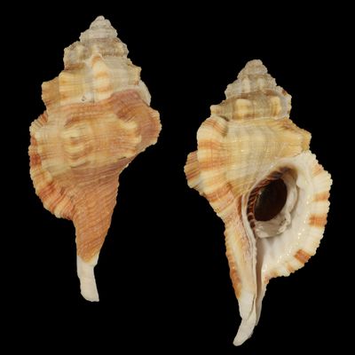 Ranularia testudinaria