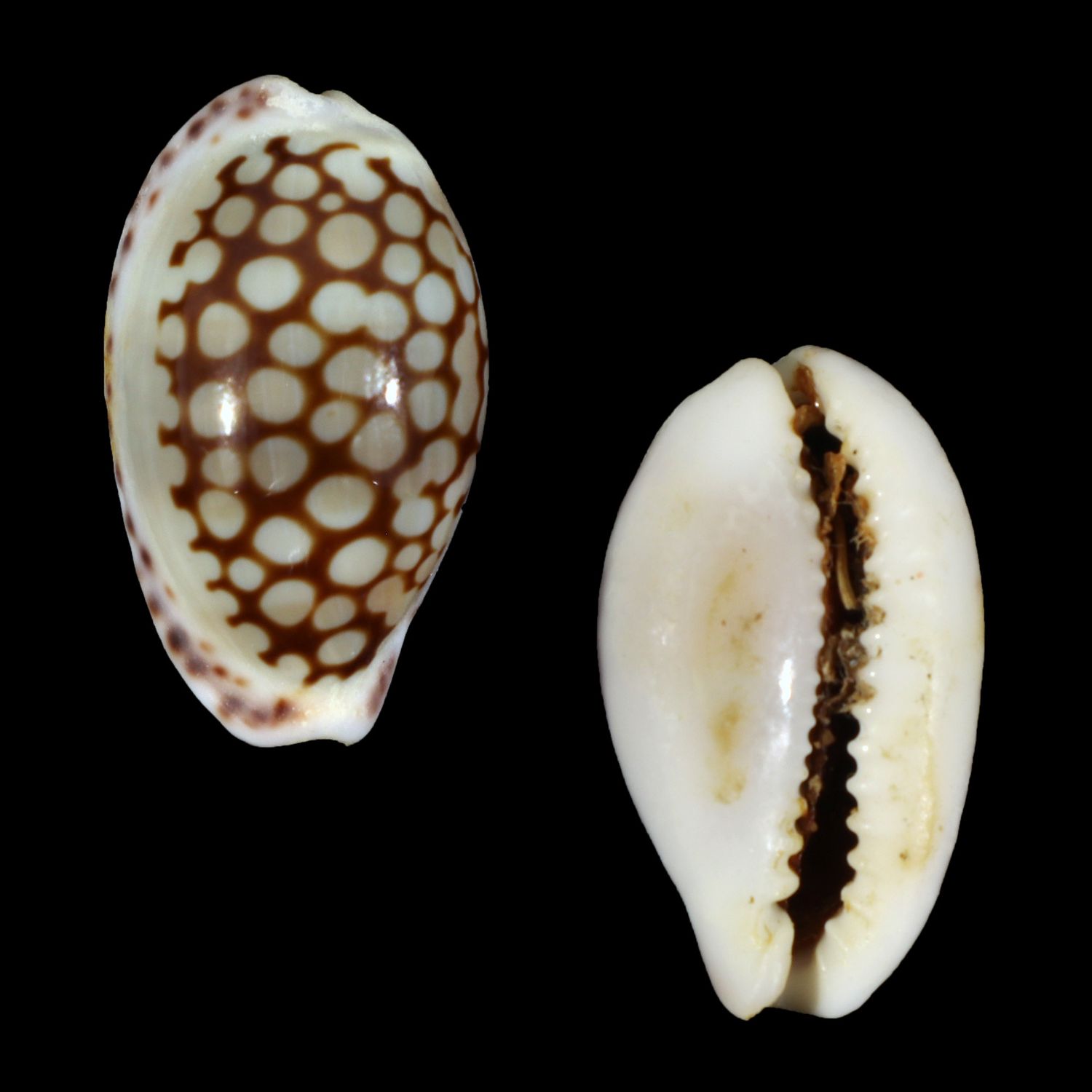 Cribrarula comma toliaraensis