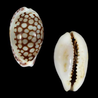 Cribrarula comma toliaraensis