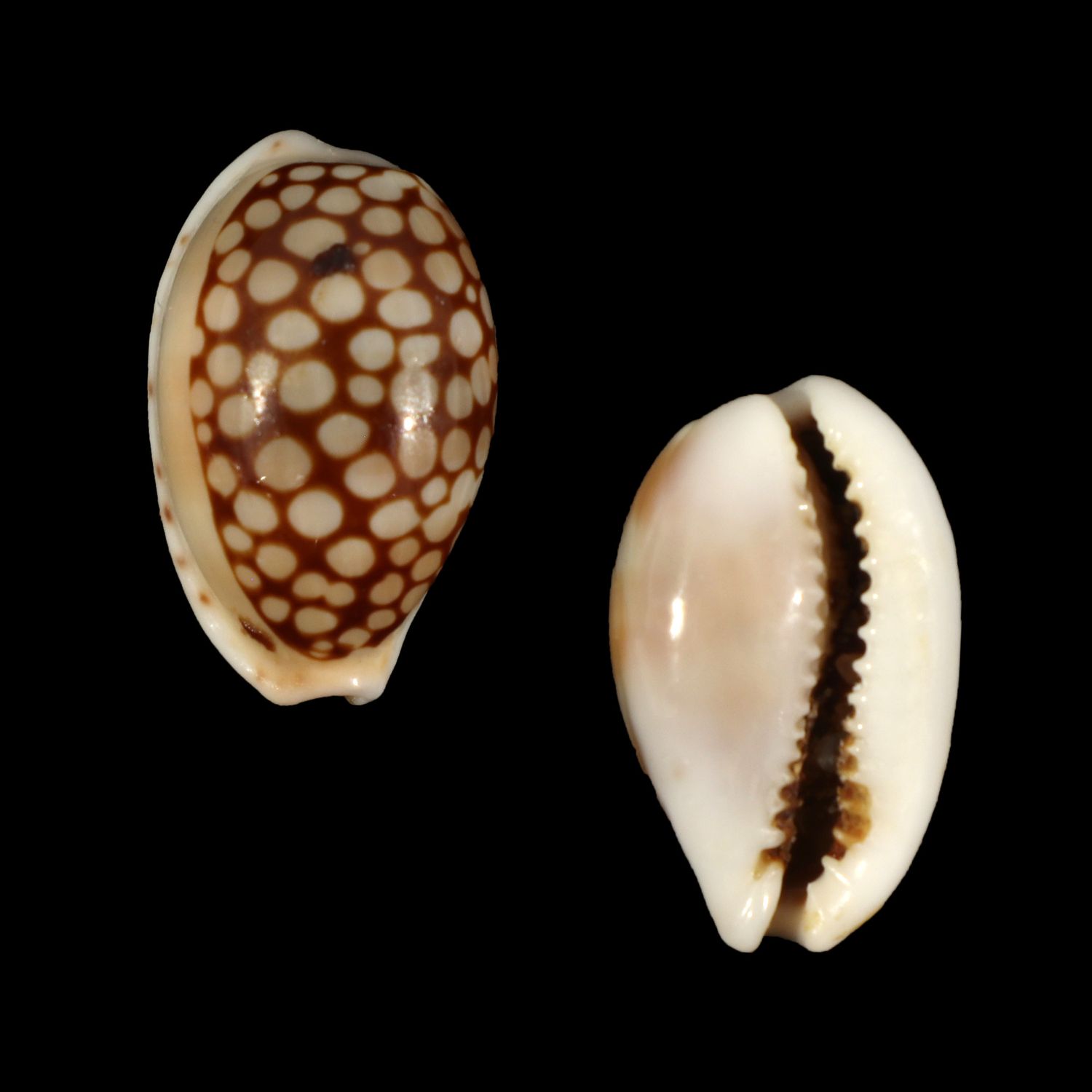 Cribrarula comma toliaraensis