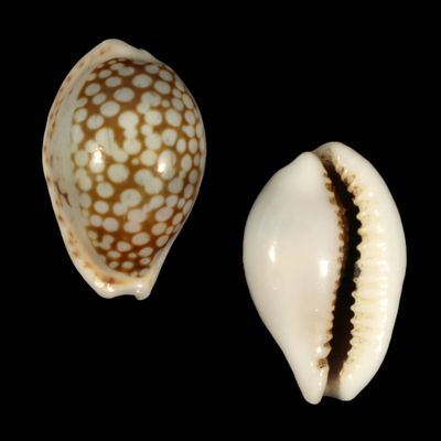 Cribrarula comma toliaraensis