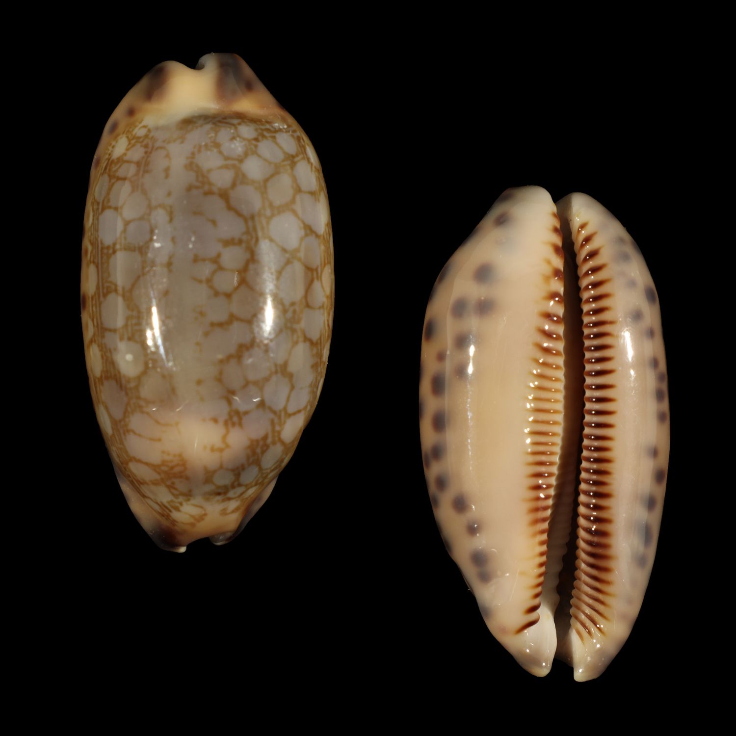 Mauritia scurra