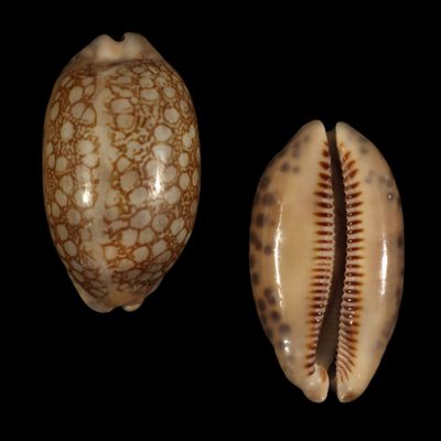 Mauritia scurra occidua