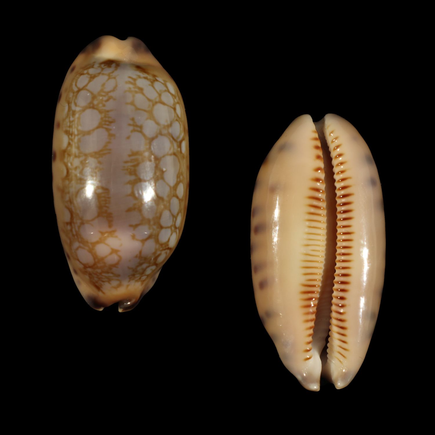 Mauritia scurra