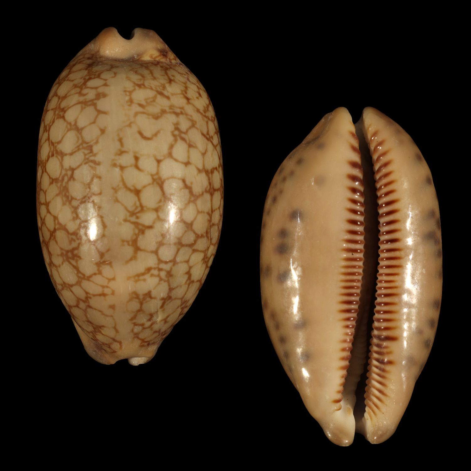 Mauritia scurra occidua