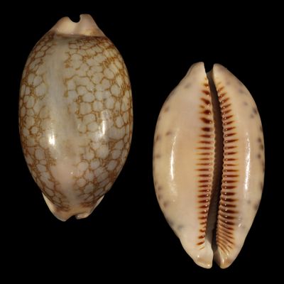 Mauritia scurra occidua